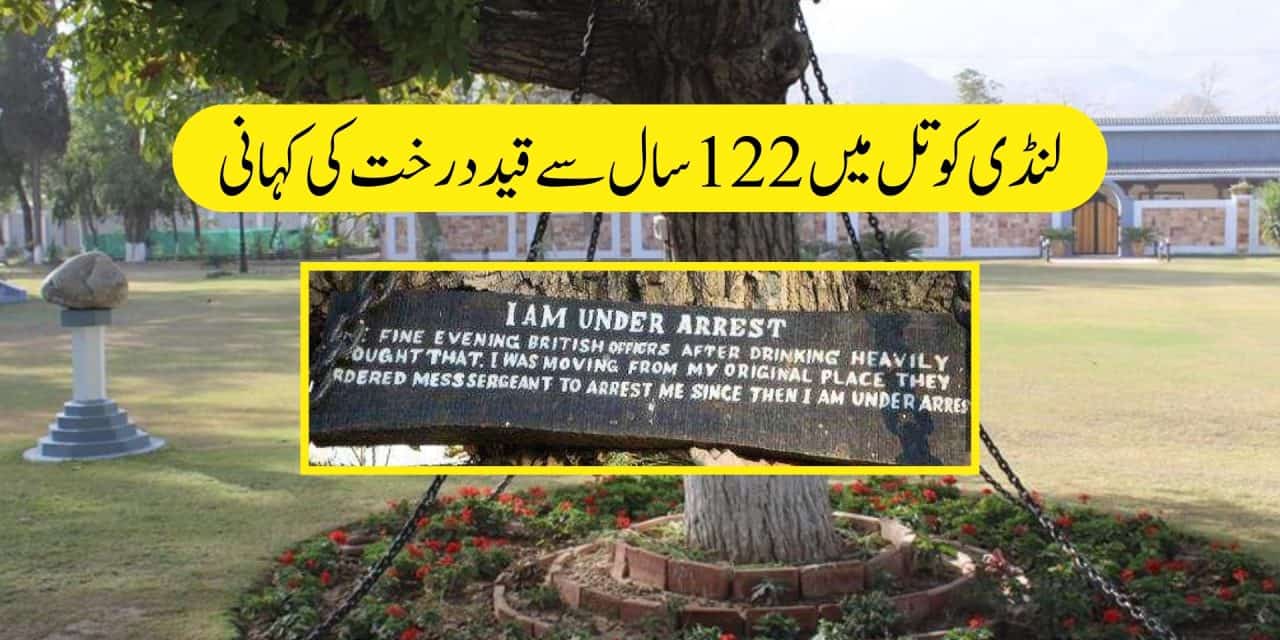 لنڈی کوتل میں 122 سال سے قید درخت کی کہانی