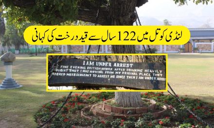 لنڈی کوتل میں 122 سال سے قید درخت کی کہانی