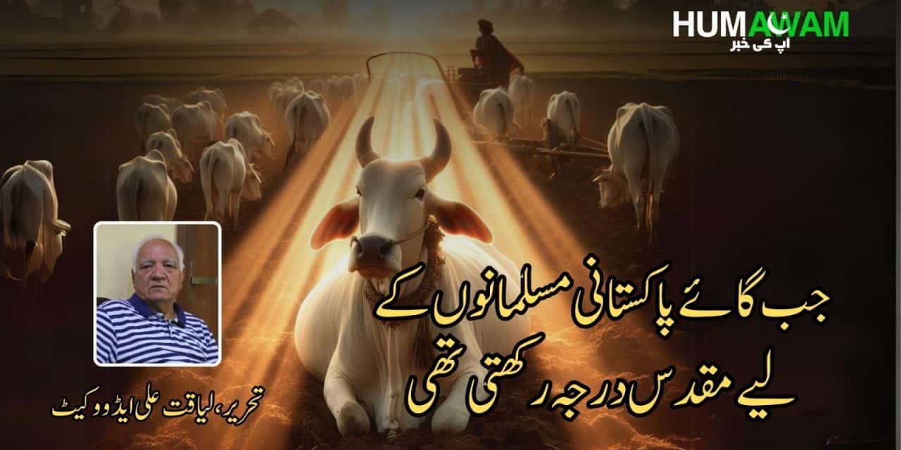 جب گائے پاکستانی مسلمانوں کے لیے مقدس درجہ رکھتی تھی‎
